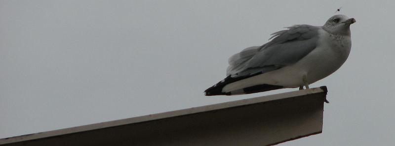 2008-09-27_Mystic_Aquarium 151_1.jpg